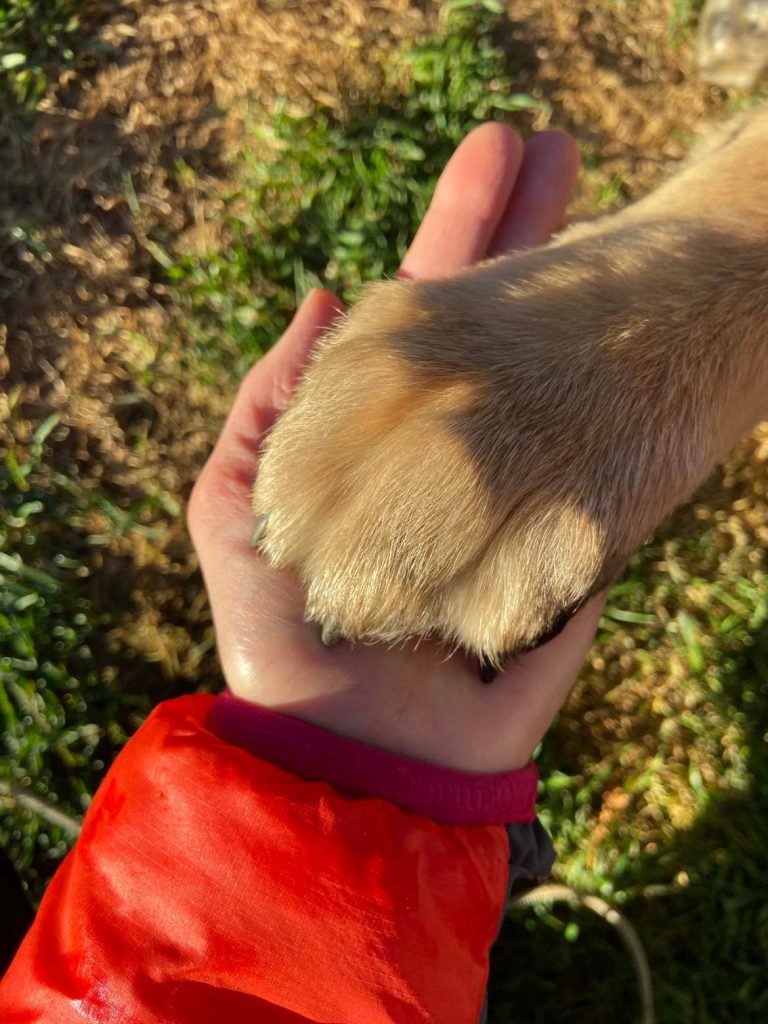 relation entre un leonberger et les humains