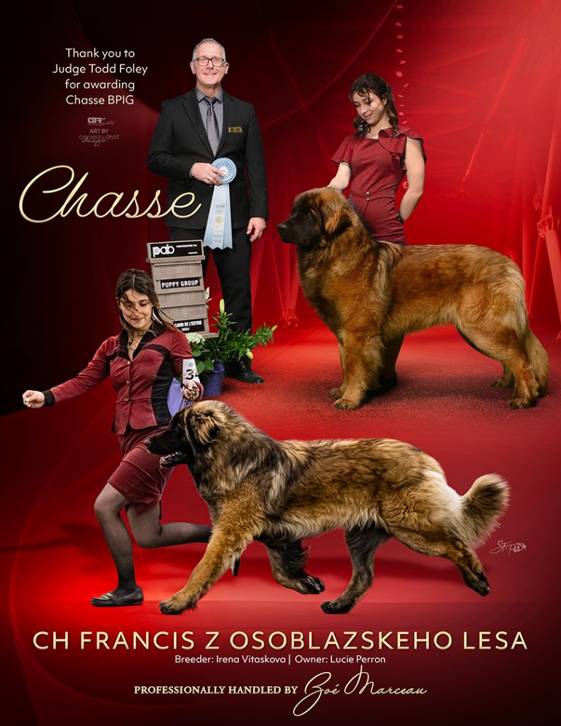 Chase, Leonberger de l'élevage Corleone