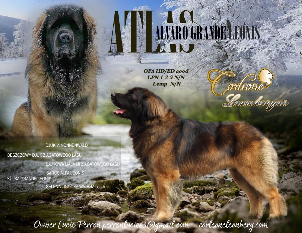 Affiche d'Atlas, Leonberger de l'élevage Corleone