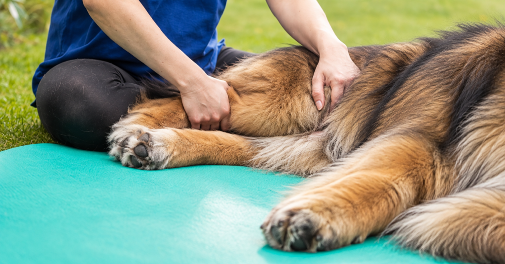 Palpation manuelle douce d'un membre postérieur de Leonberger