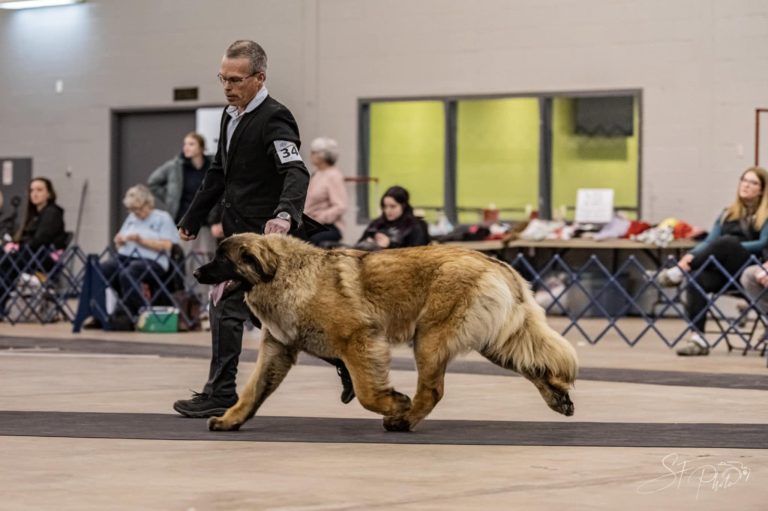 Leonberger en exposition