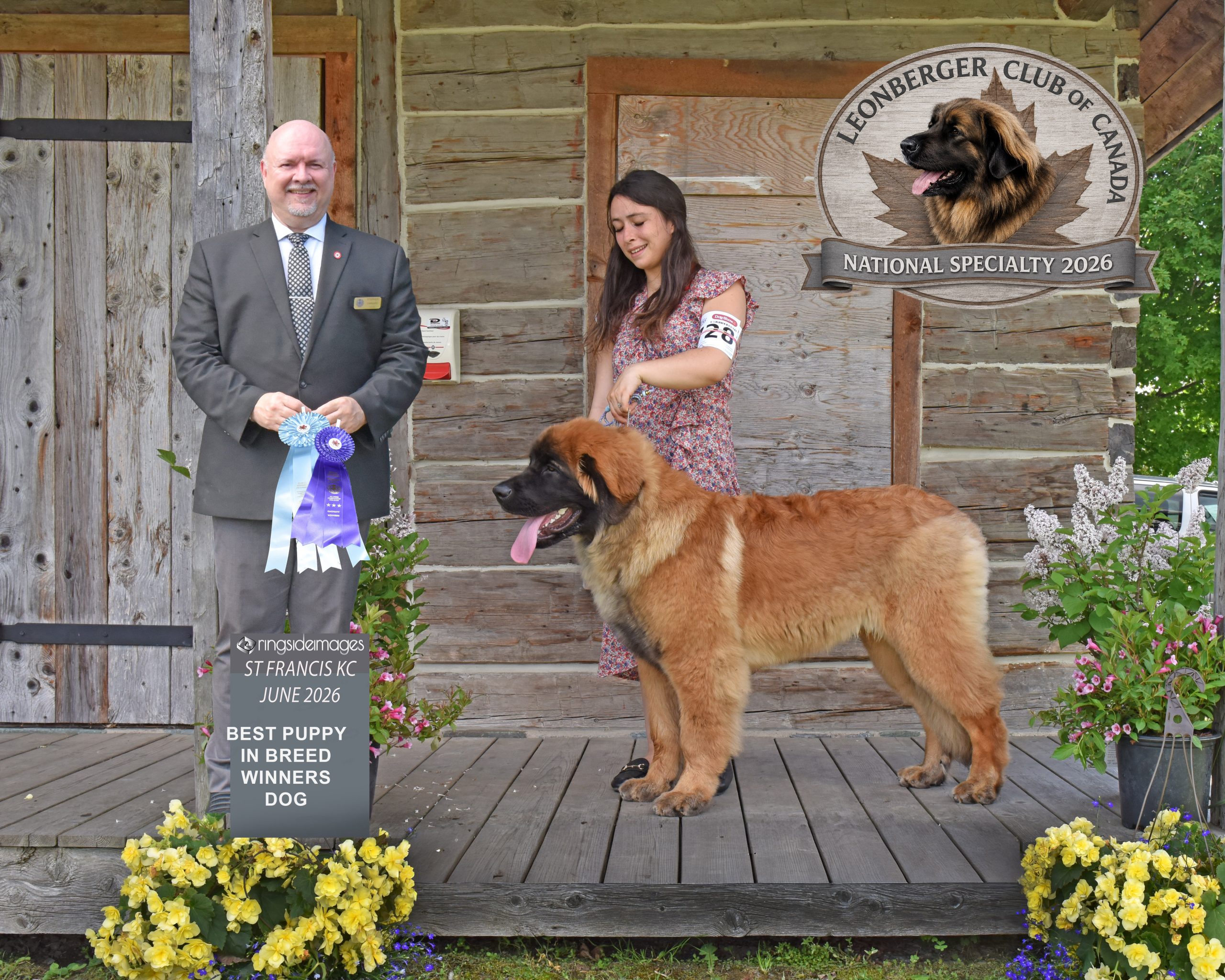 Corleone X Man Obelix Dynasty, Winners Dog et Meilleur chiot de la race à la Spécialité nationale 2026 du Leonberger Club of Canada