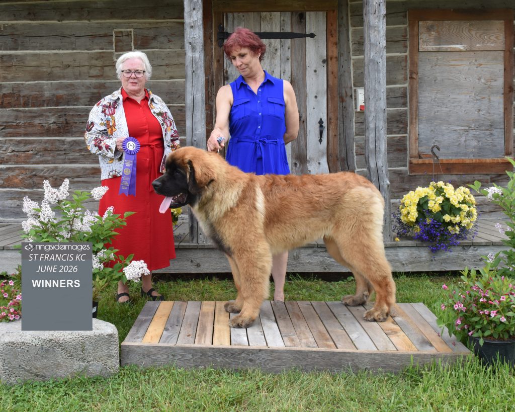 Corleone X Man Obelix Dynasty, Leonberger de l’élevage Corleone, avec sa rosette Winners au St Francis Kennel Club