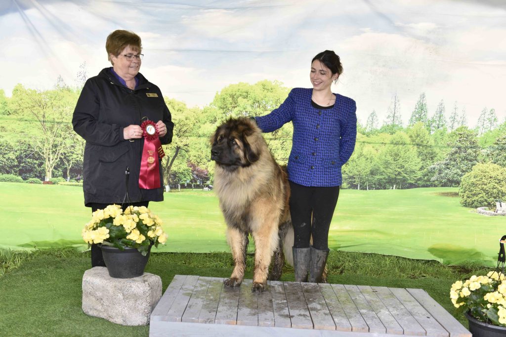 Snow au Hochelaga Kennel Club