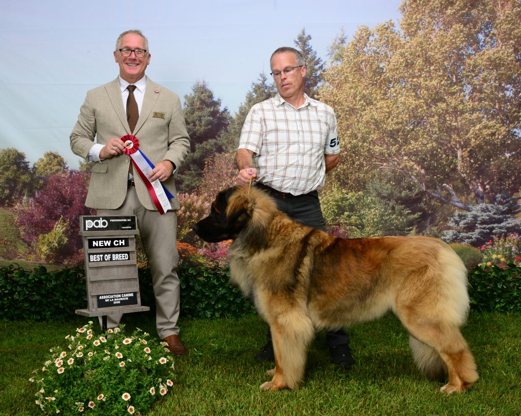 Tokyo, Leonberger de l'élevage Corleone, avec sa rosette en exposition