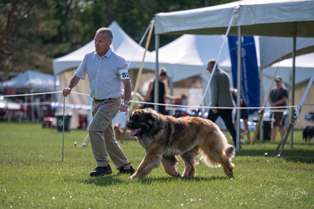 Tokyo, Leonberger de l’élevage Corleone, dans le ring à Sainte-Anne-de-la-Pérade