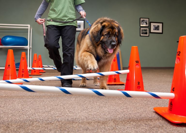 Leonberger franchissant des cavalettis bas