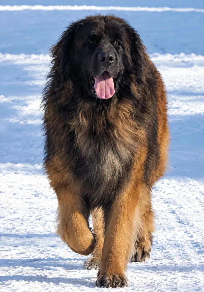 Drago, Leonberger de l’élevage Corleone, dans la neige