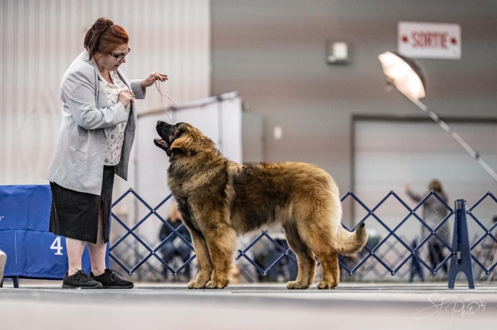 Leonberger en pose dans le ring intérieur, devant sa présentatrice