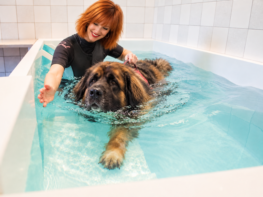 Leonberger accompagné pendant une séance de natation thérapeutique