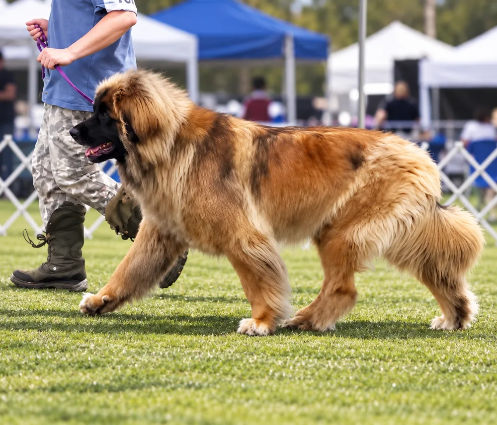 Leonberger présenté en exposition