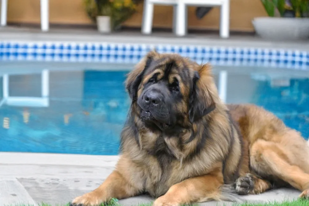 Leonberger couché au bord de la piscine