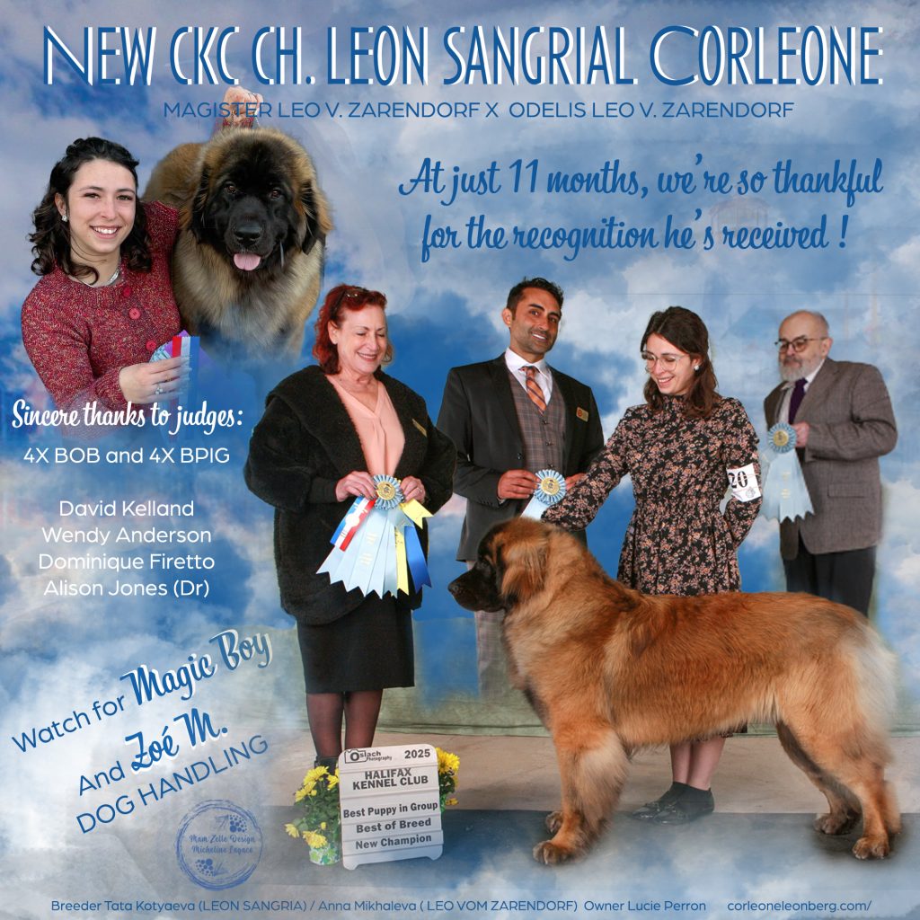 Magic, Leonberger de l'élevage Corleone, à l'exposition canine d'Halifax