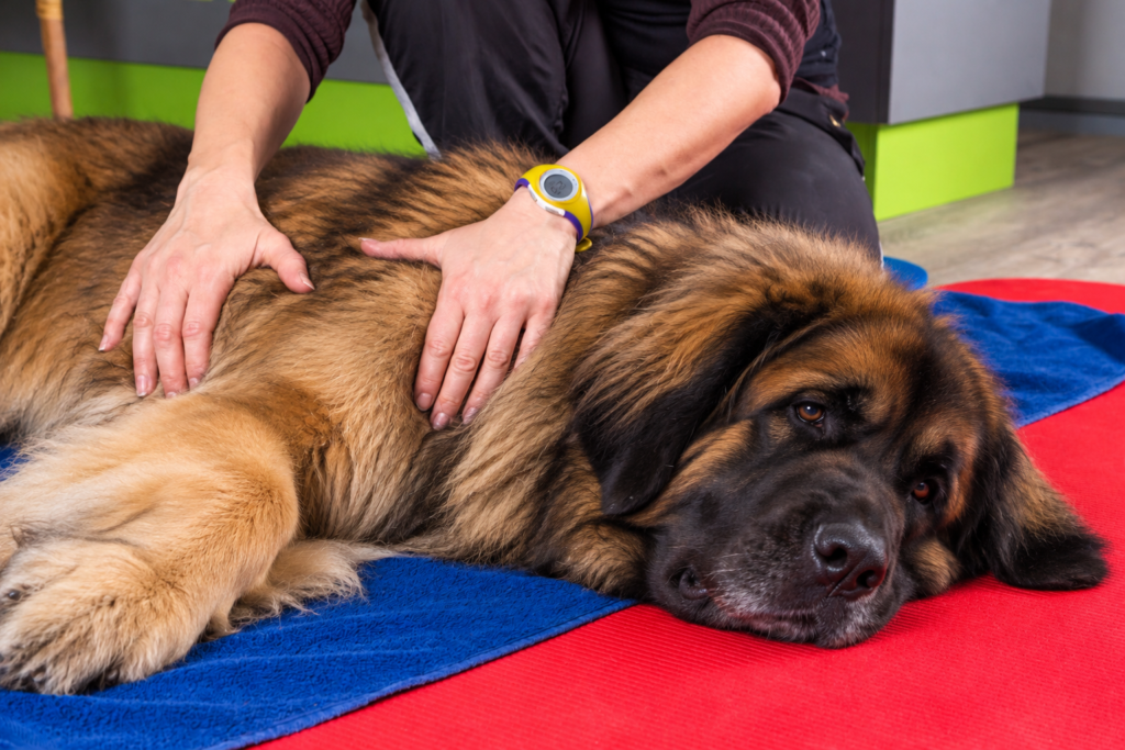 Massage doux d'un Leonberger allongé sur des tapis