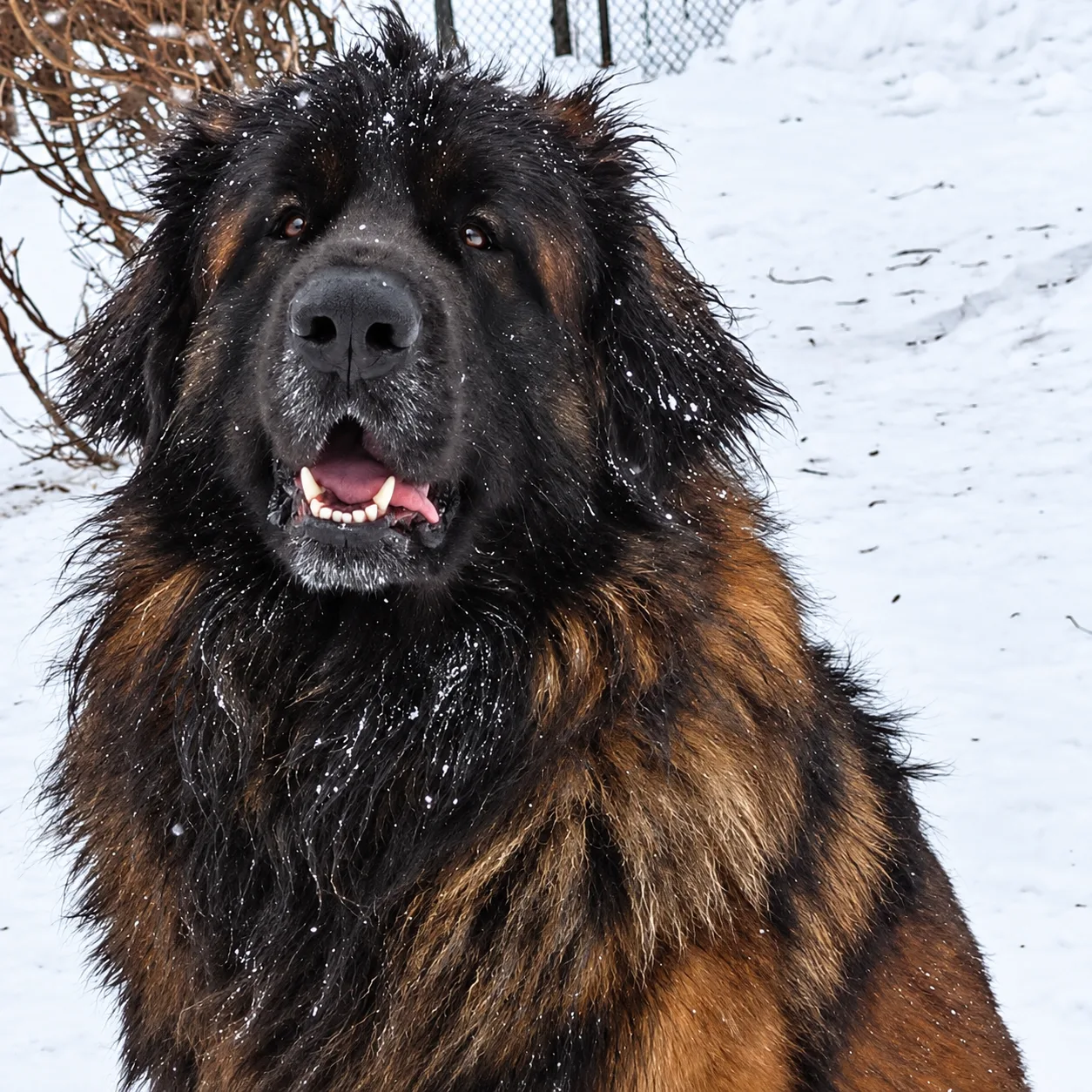 Leonberger mâle reproducteur de l'élevage Corleone