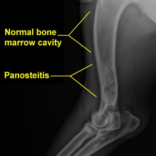 Radiographie montrant une panostéite dans un os long de chien