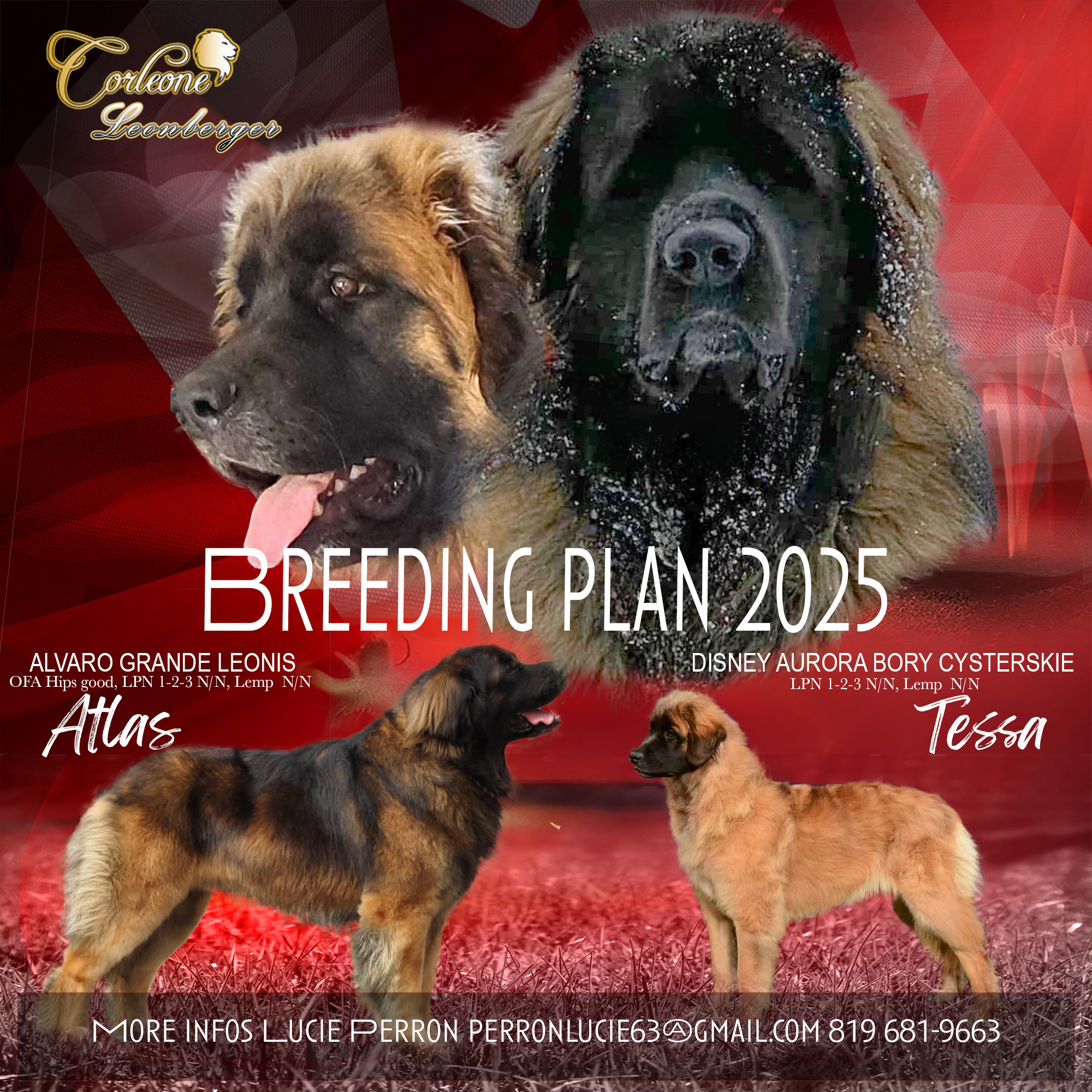 Plan d'élevage 2025 de l'élevage Corleone Leonberger