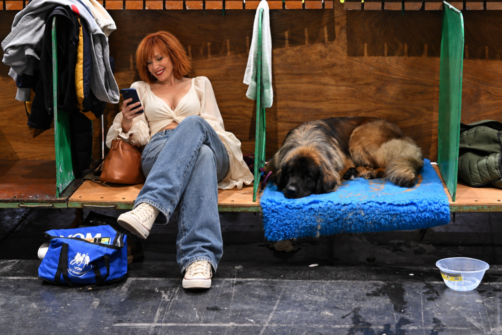 Leonberger au repos dans un espace d'exposition