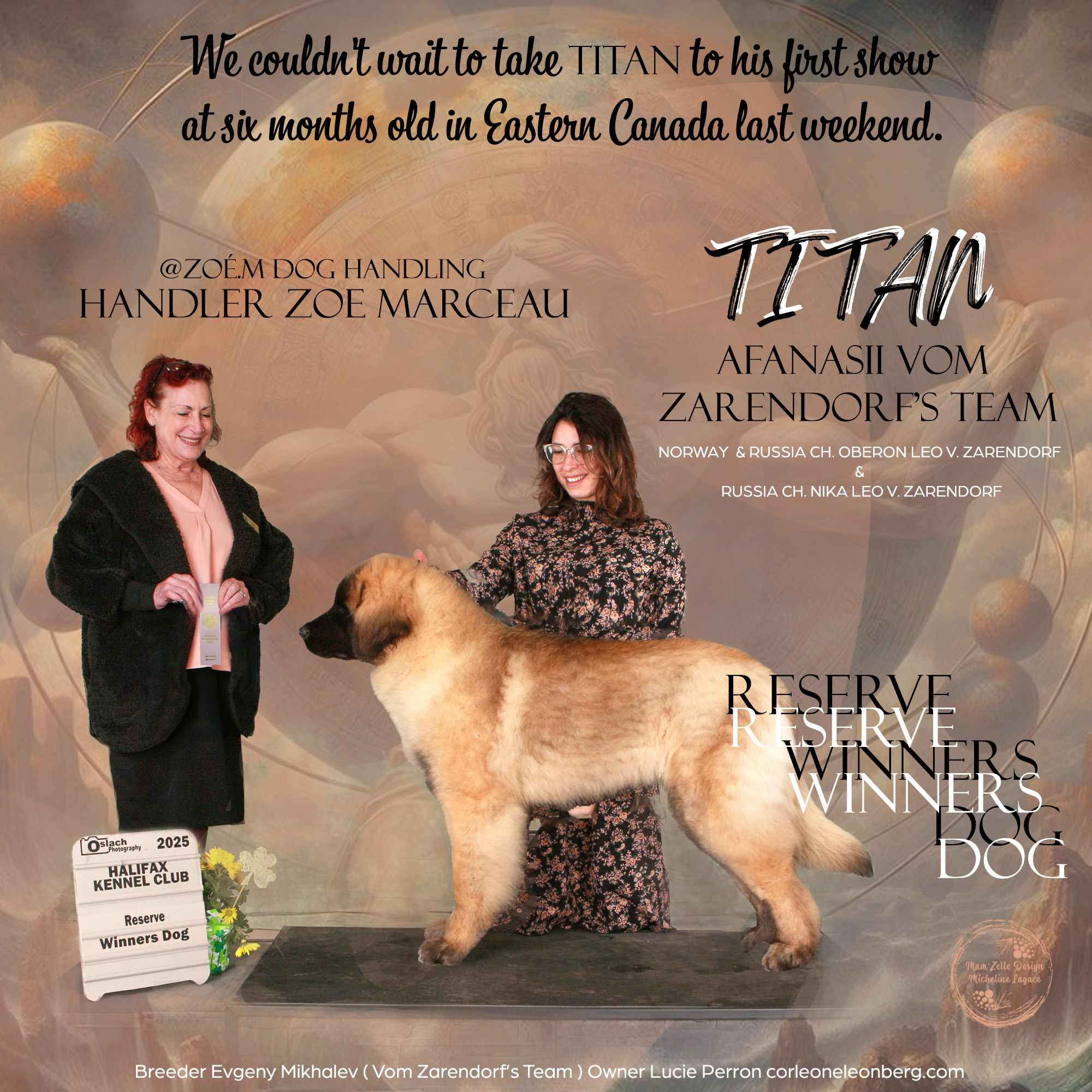 Titan, jeune Leonberger de l'élevage Corleone, à sa première exposition à Halifax