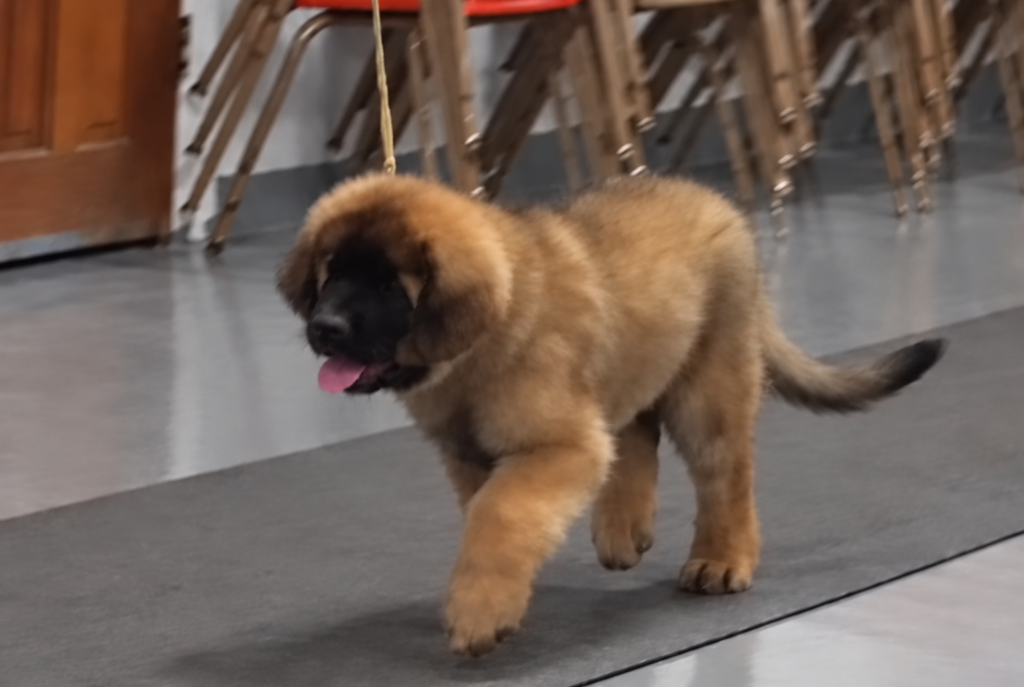 Tokyo, chiot Leonberger de l’élevage Corleone, apprend à marcher en laisse